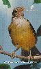 18311  CE  03/99  Aves da Fauna Cearense ( Sabi Laranjeira ) Tir. 155.000 CSM 20C